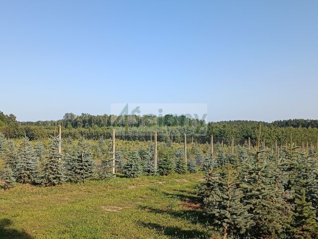 Działka siedliskowa Osuchów. Zdjęcie 8