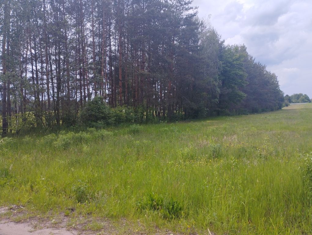 Działka budowlana Zaręby. Zdjęcie 5