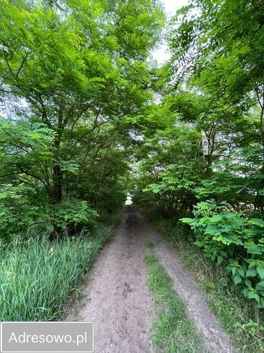 Działka Krosinko. Zdjęcie 5