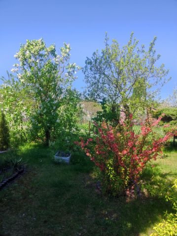 Działka rod Lubin. Zdjęcie 5