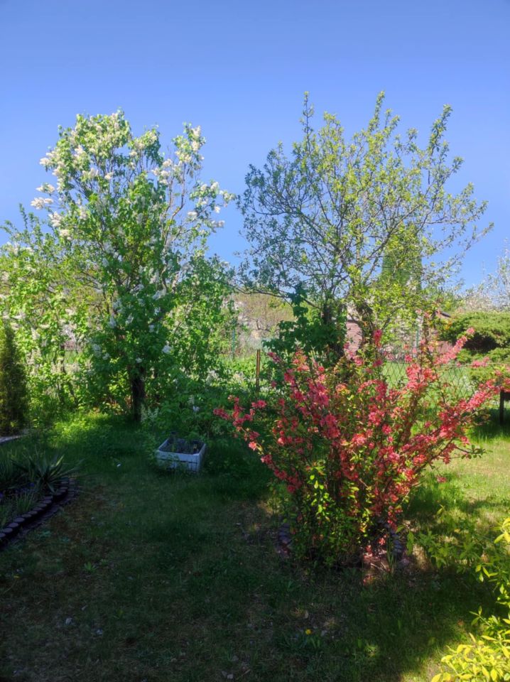 Działka rod Lubin. Zdjęcie 5