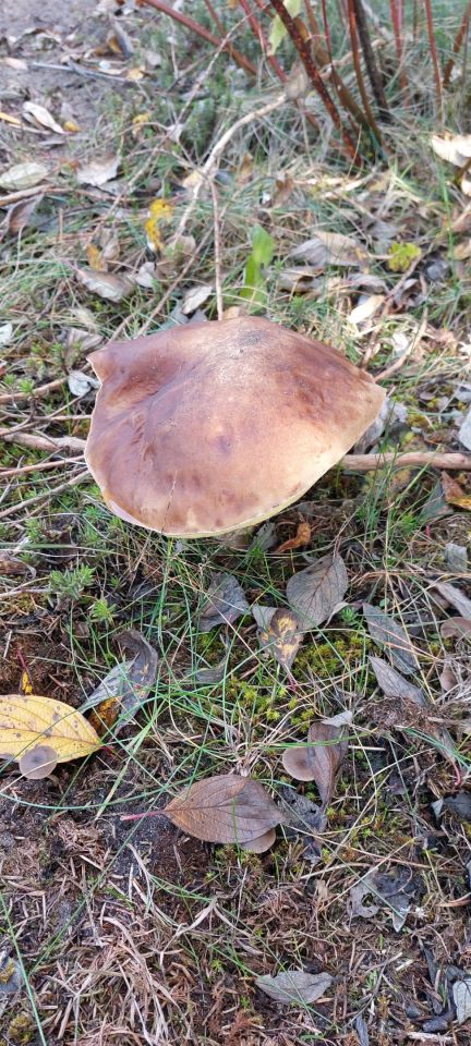 Działka rekreacyjna Morgi, ul. 25. Zdjęcie 6