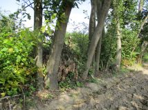 Działka rolna Wierzchowiska Pierwsze. Zdjęcie 4