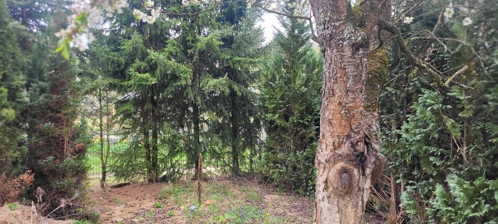 Działka rekreacyjna Biedrusko