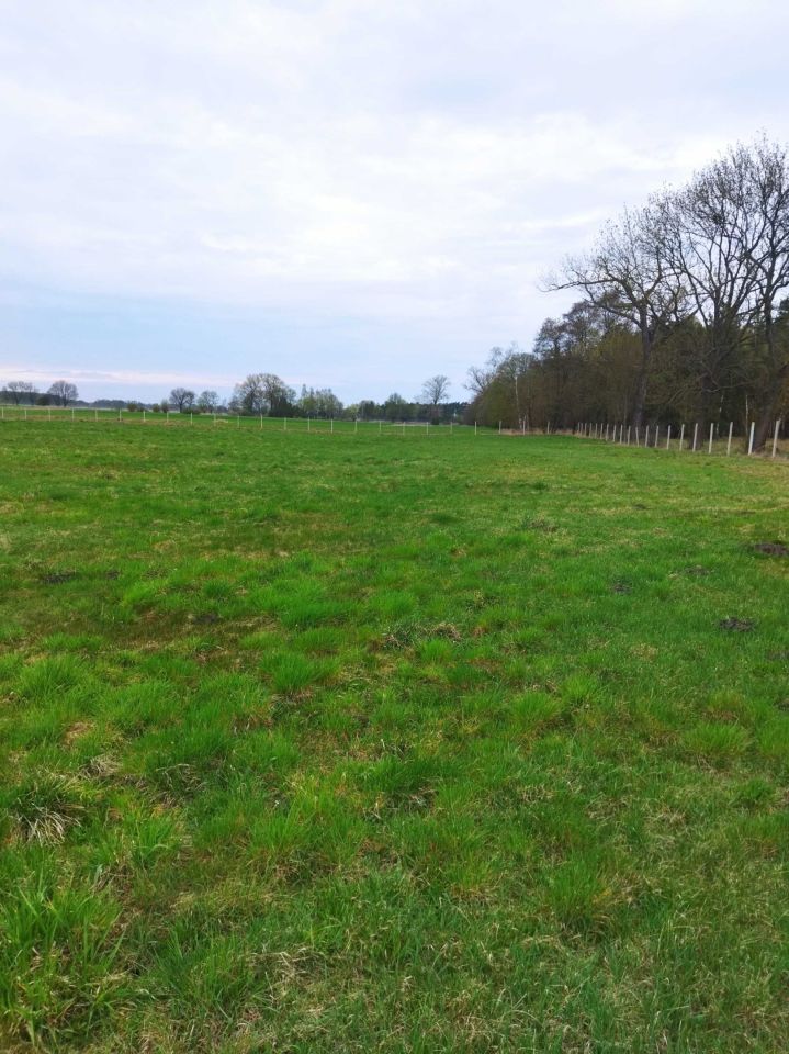 Działka rolna Stary Widzim. Zdjęcie 5