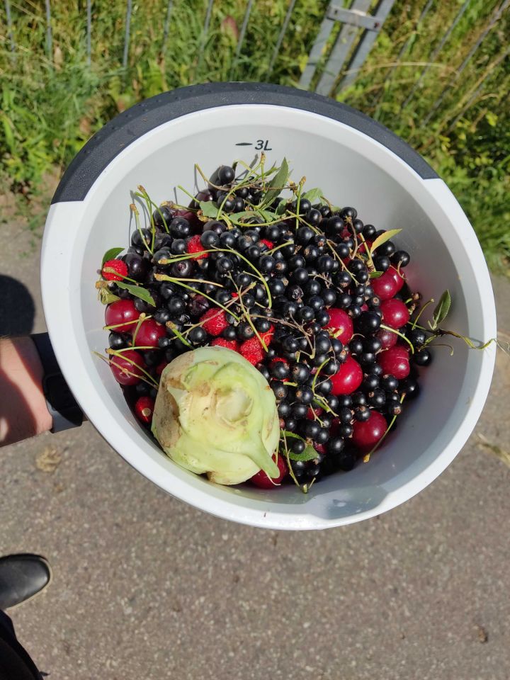 Działka rod Warszawa Saska Kępa. Zdjęcie 2