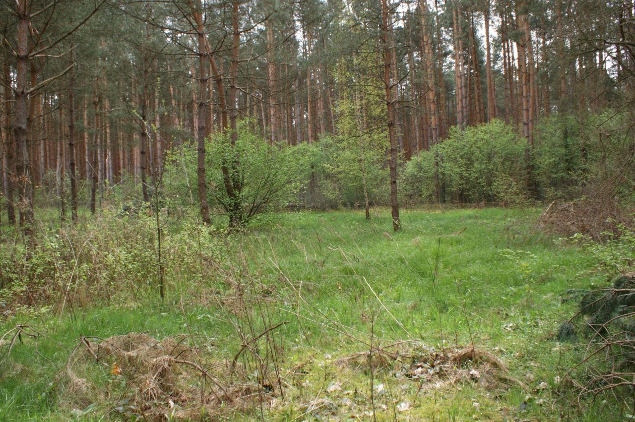 Działka rekreacyjna Czerwona Wola Myszkówka. Zdjęcie 26