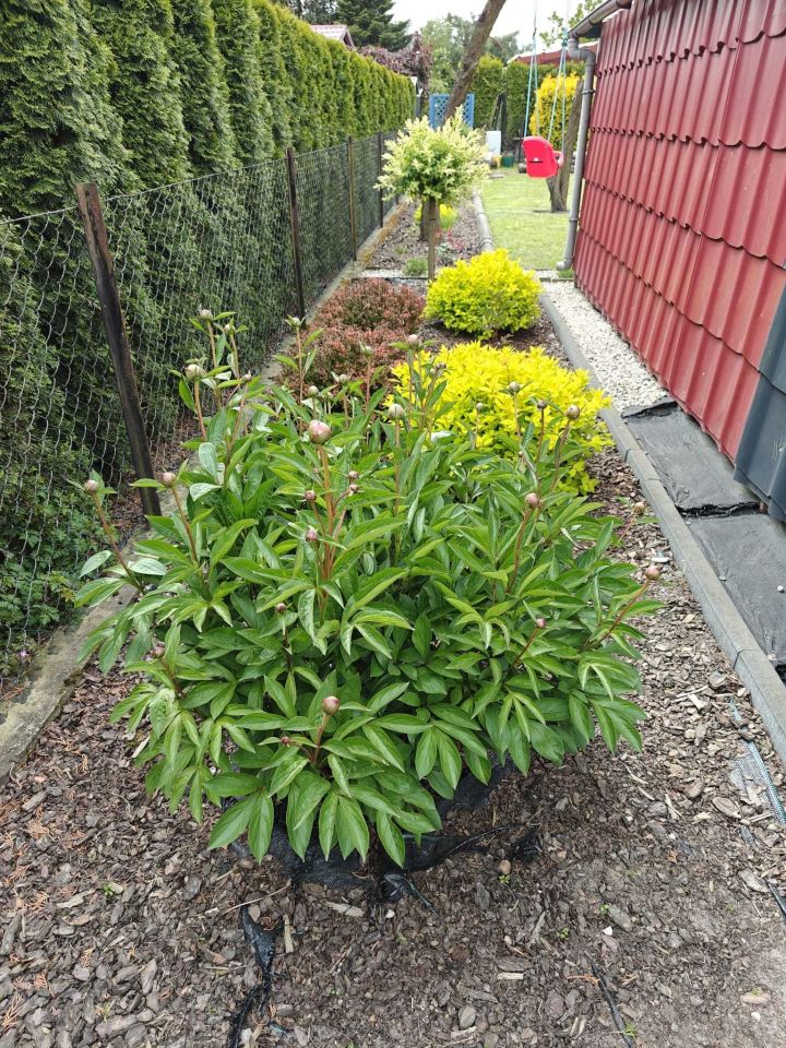 Działka rekreacyjna Kalina. Zdjęcie 4