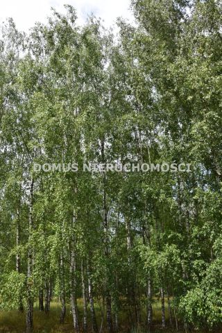 Działka budowlana Zacywilki. Zdjęcie 18
