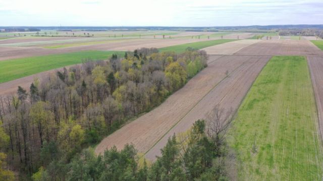 Działka rolna Pniewo. Zdjęcie 4