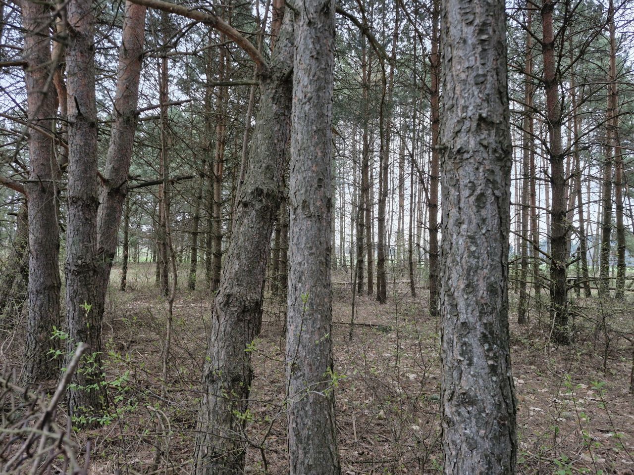 Działka budowlana Borków, BRZOZOWA. Zdjęcie 3