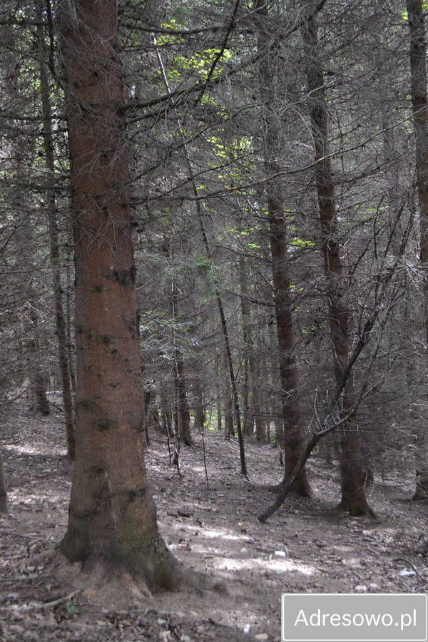 Działka leśna Dobrzechów. Zdjęcie 2