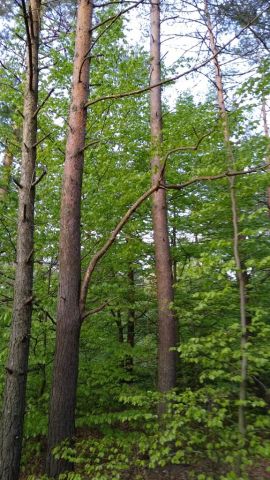 Działka leśna Lgotka. Zdjęcie 1