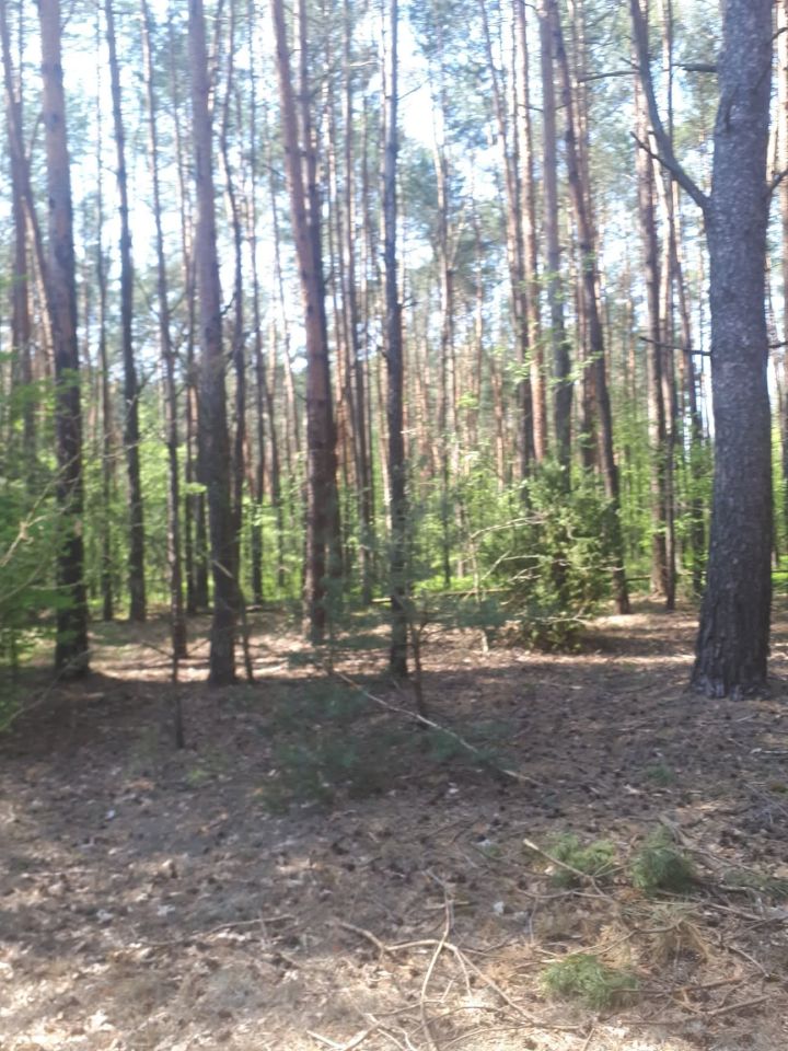 Działka leśna Jamborek, Dębowa. Zdjęcie 3