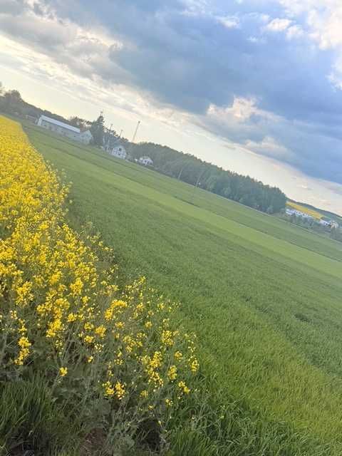 Działka budowlana Złotowo. Zdjęcie 3