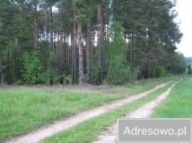 Działka leśna Lipowy Most. Zdjęcie 2