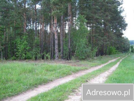 Działka leśna Lipowy Most. Zdjęcie 3
