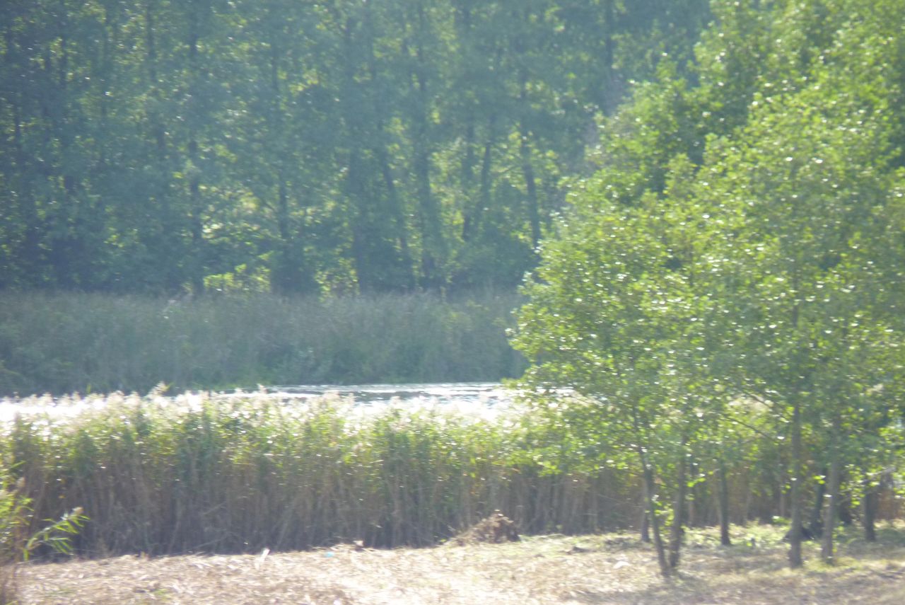 Działka rolna Zieleniewo. Zdjęcie 8