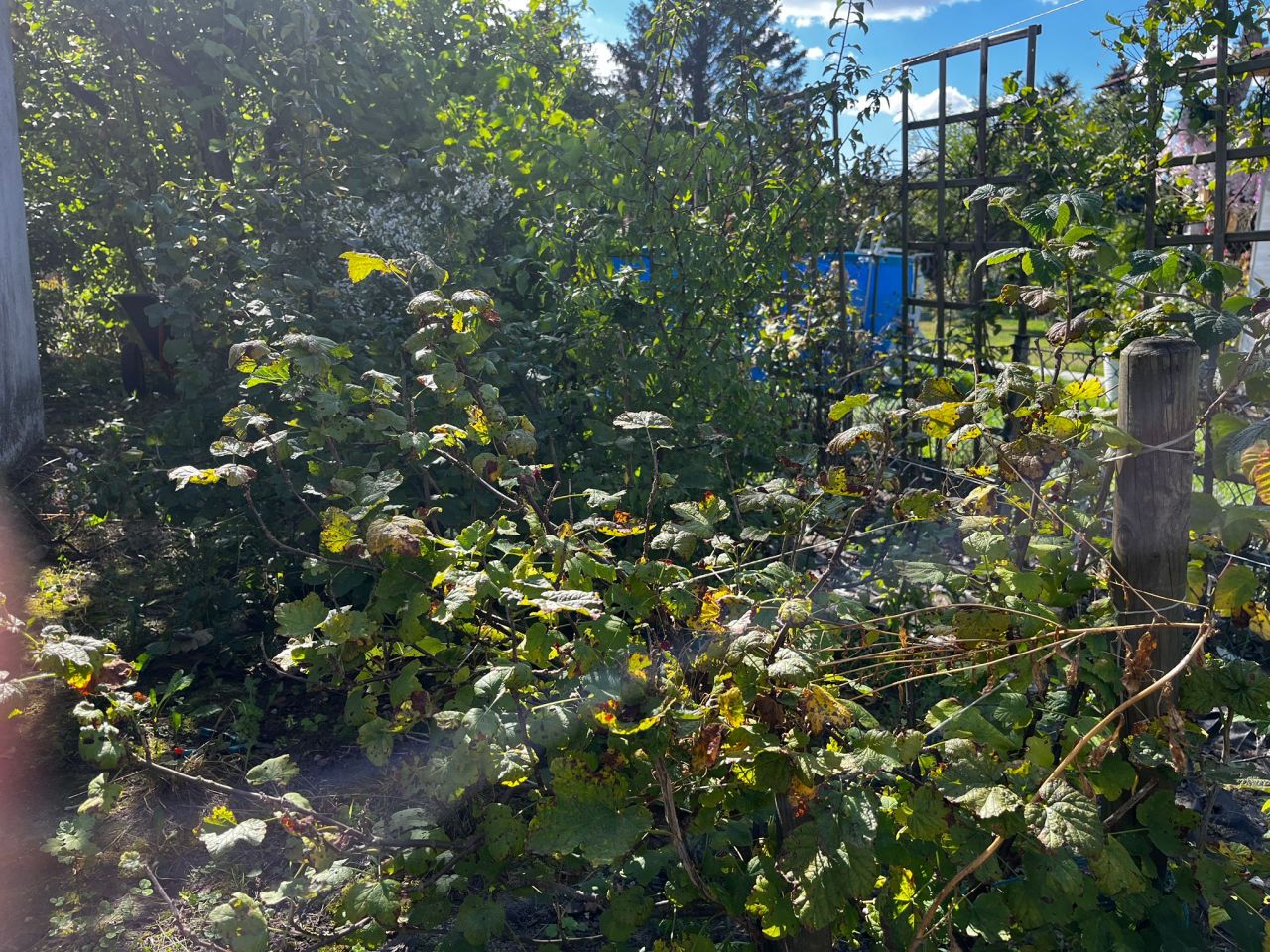 Działka rod Poznań Krzesiny, ul. Jarosławska. Zdjęcie 5