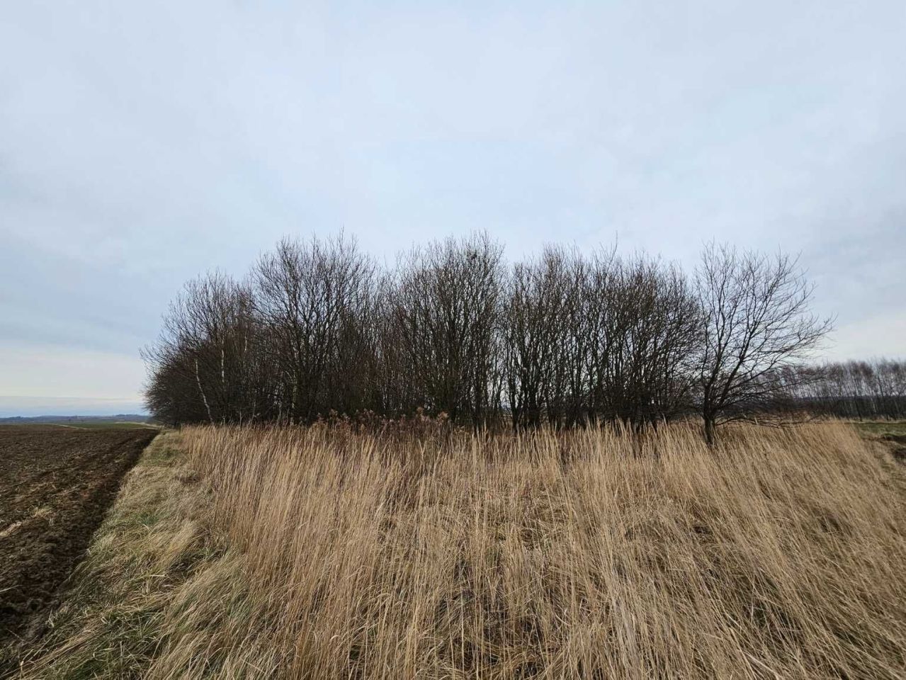 Działka leśna Zgłobień. Zdjęcie 7