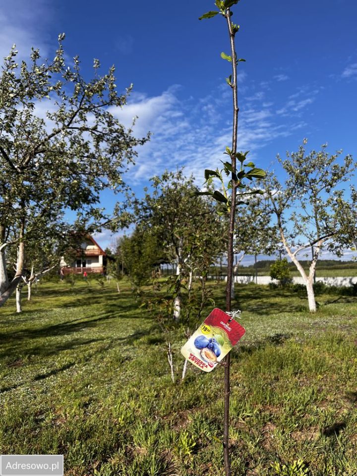 dom wolnostojący, 3 pokoje Zynie. Zdjęcie 7