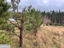 Działka budowlana Bielice. Zdjęcie 4