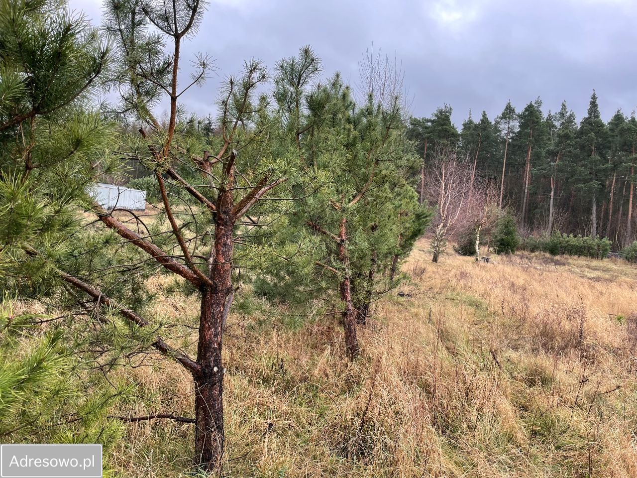 Działka budowlana Bielice. Zdjęcie 5