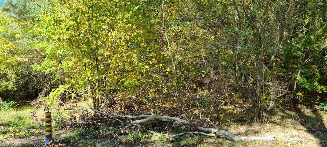 Działka budowlana Żółwin. Zdjęcie 5