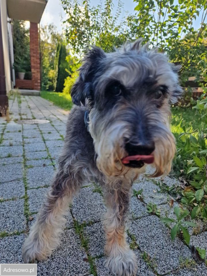 dom wolnostojący, 5 pokoi Katowice Kostuchna, ul. Bukszpanowa. Zdjęcie 9