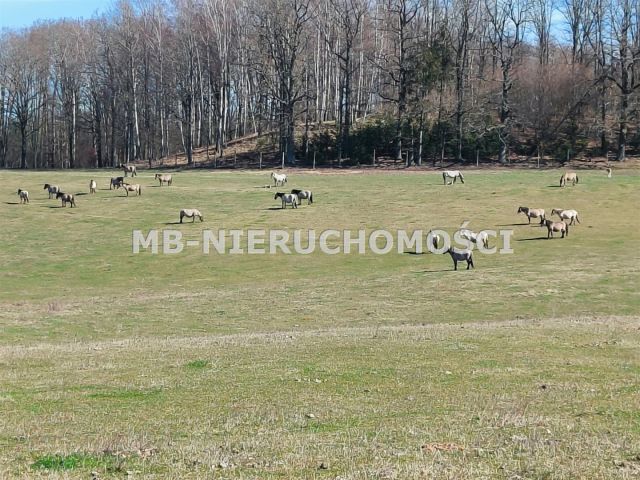 Działka rolna Parcz. Zdjęcie 4