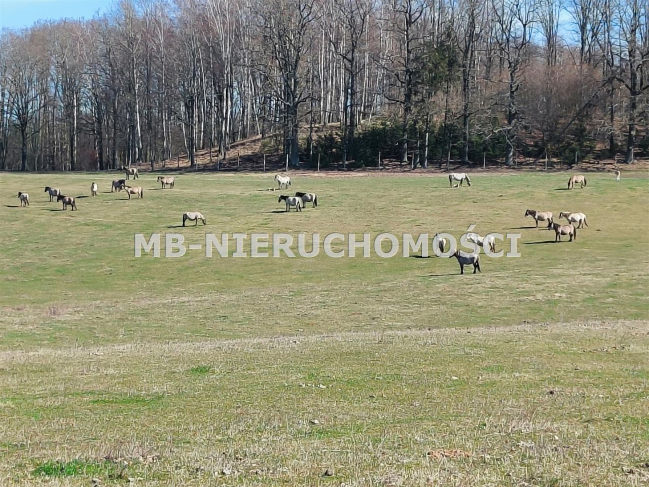 Działka rolna Parcz. Zdjęcie 4