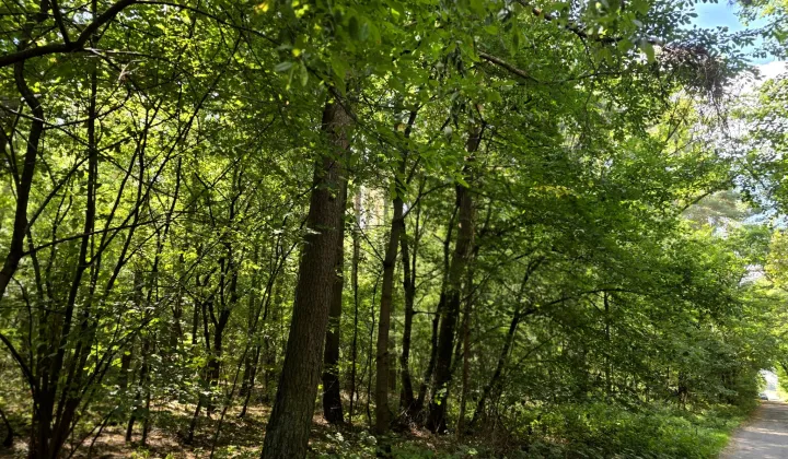 Działka leśna Gliśnica