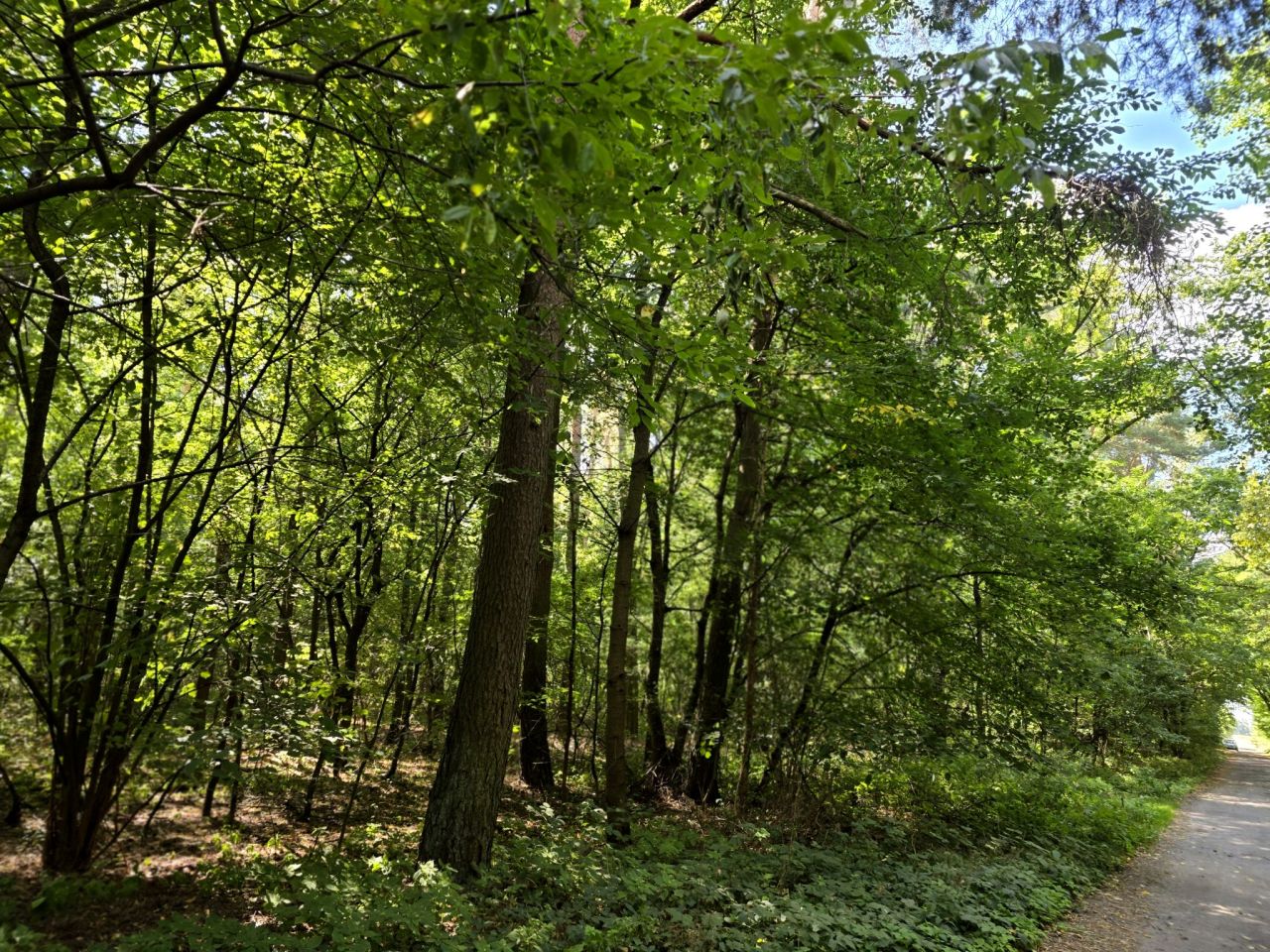 Działka leśna Gliśnica