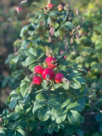 Działka budowlana Podkampinos, ul. Jagodowa. Zdjęcie 8