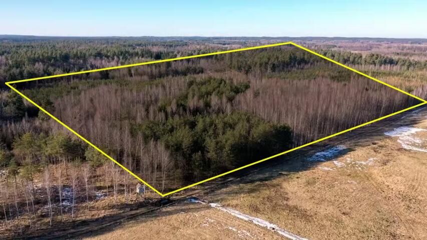 Działka leśna Grzegorze. Zdjęcie 1