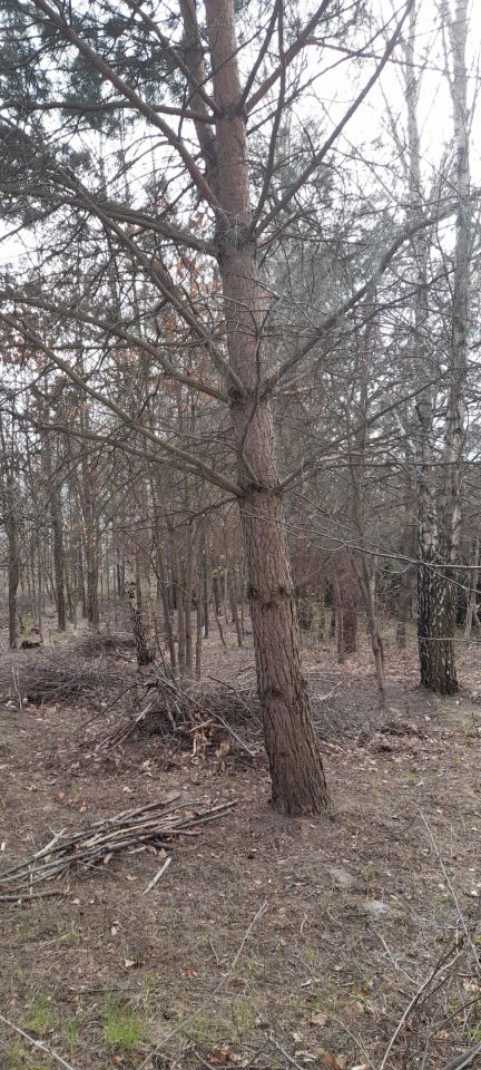 Działka budowlana Pionki, ul. Wesoła. Zdjęcie 5