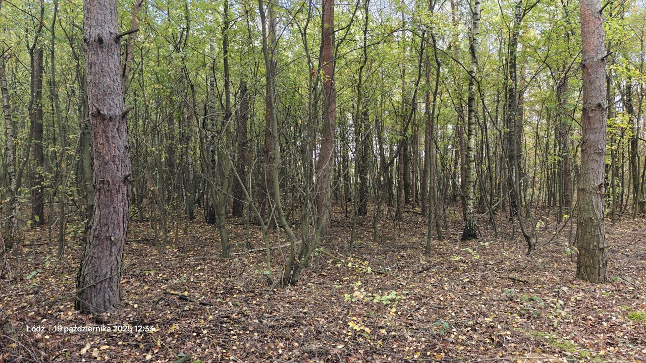 Działka leśna Łódź Feliksin, ul. Ziemiańska. Zdjęcie 2