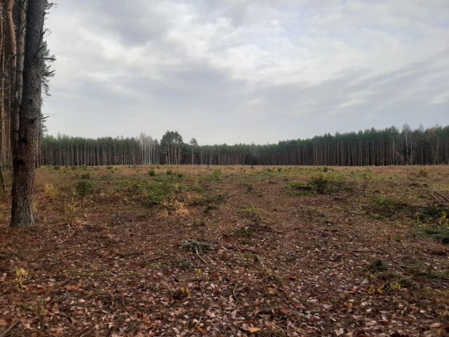 Działka leśna Siemiatycze. Zdjęcie 1