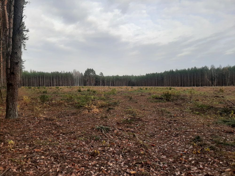 Działka leśna Siemiatycze