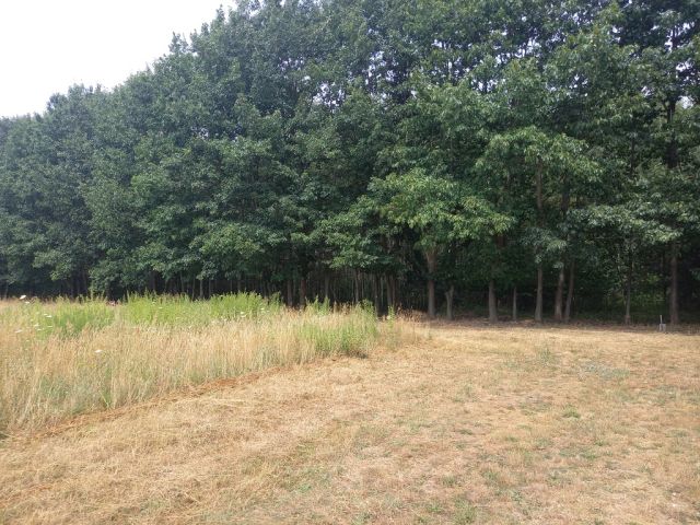 Działka budowlana Korzeniówka. Zdjęcie 7