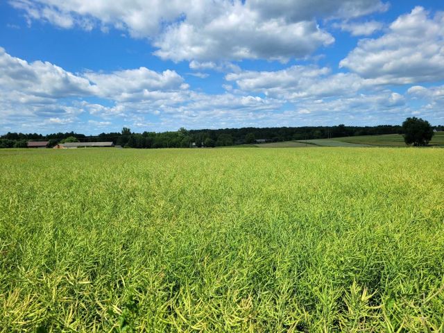 Działka rolna Skrzyniec-Kolonia. Zdjęcie 1