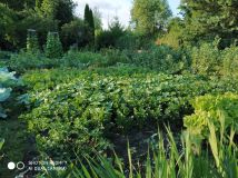 Działka rod Ostrów Wielkopolski, ul. Gorzycka. Zdjęcie 3