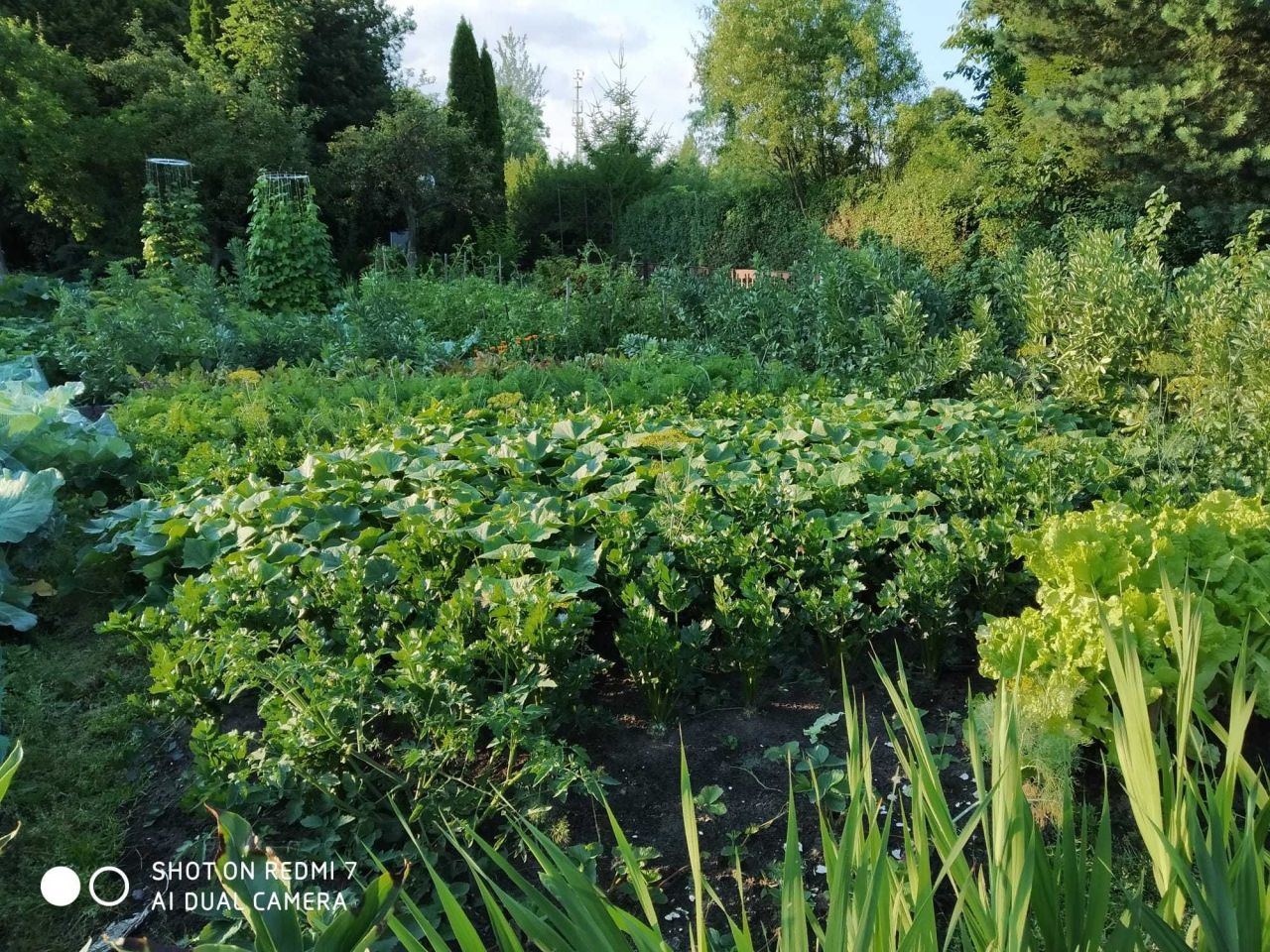 Działka rod Ostrów Wielkopolski, ul. Gorzycka. Zdjęcie 4