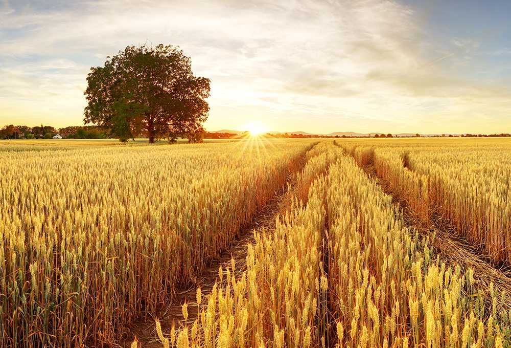 Działka rolna Wola Prosperowa