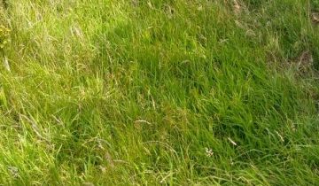 Działka budowlana Kostomłoty Drugie, ul. Gajowa