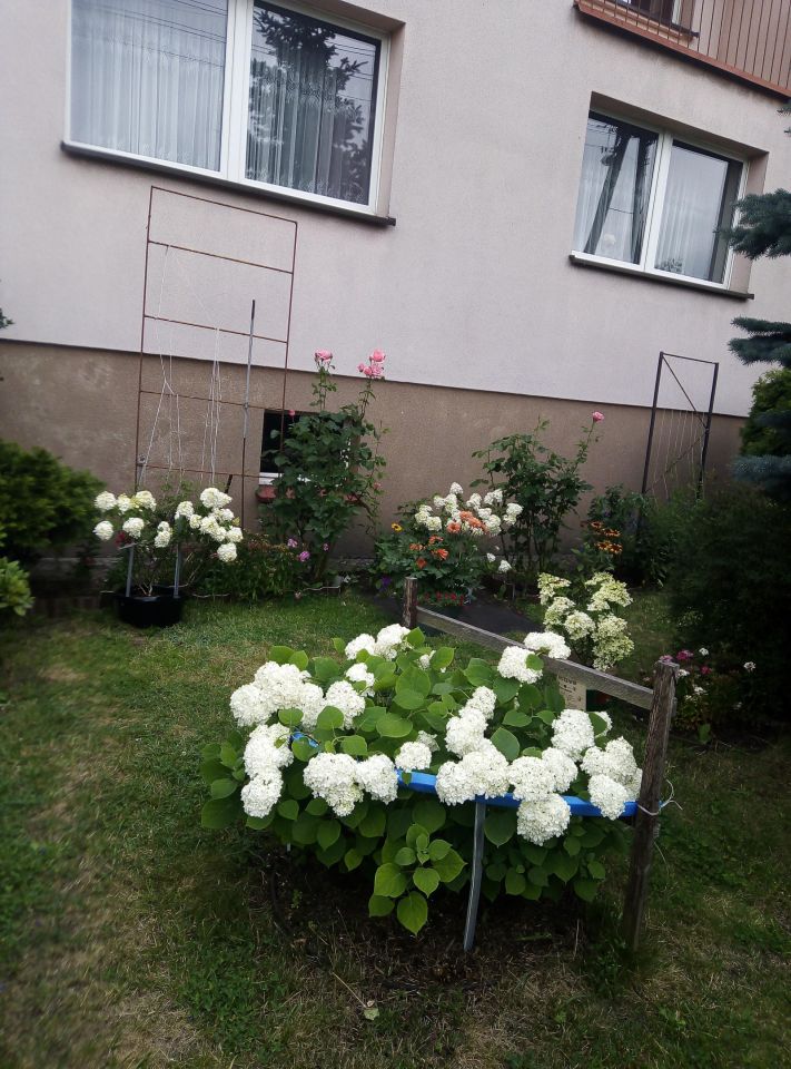 Pokój Krzyż Wielkopolski Centrum, ul. Letnia. Zdjęcie 5