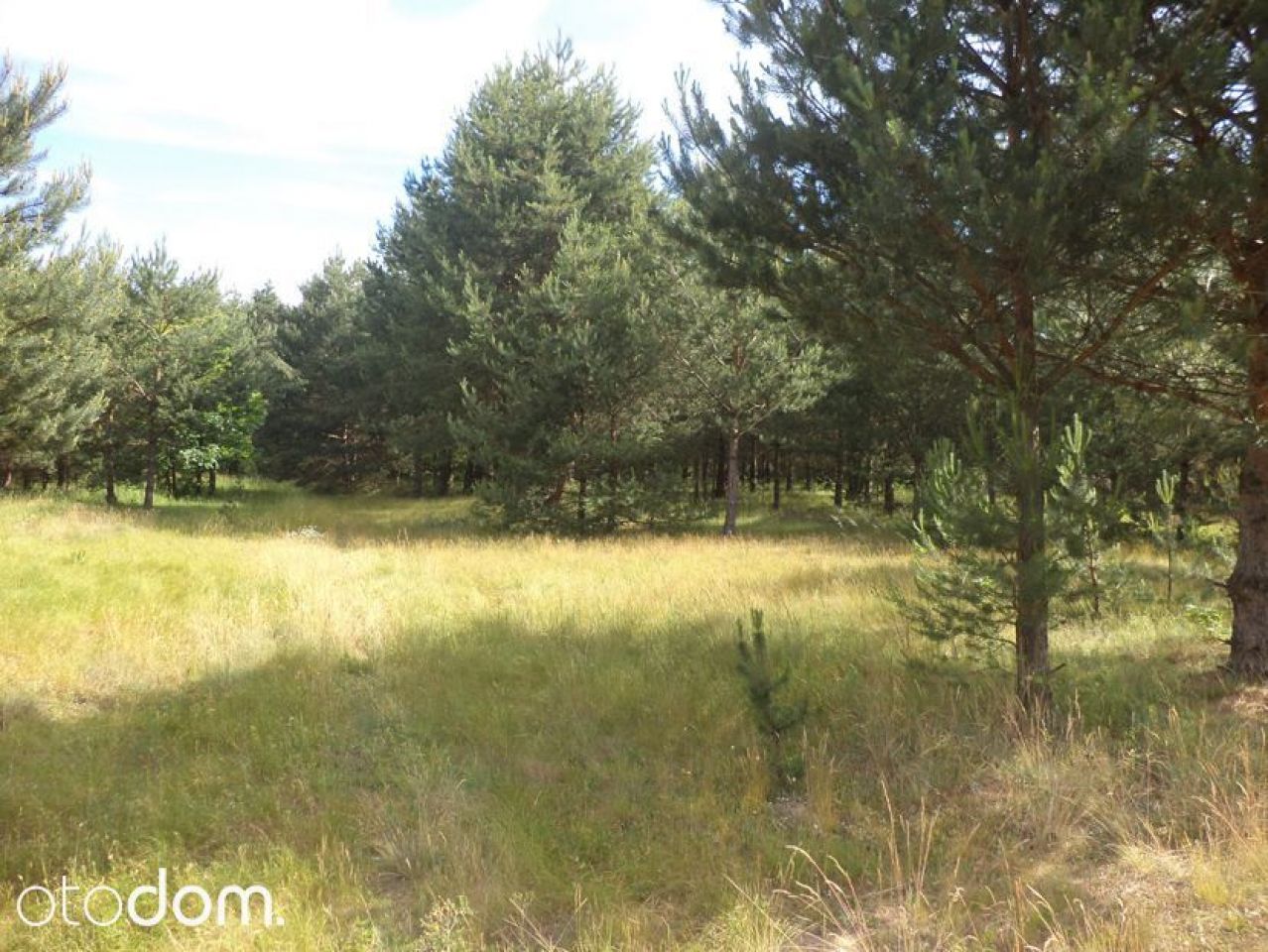 Działka siedliskowa Rędziny. Zdjęcie 14