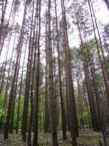 Działka leśna Otwock. Zdjęcie 1