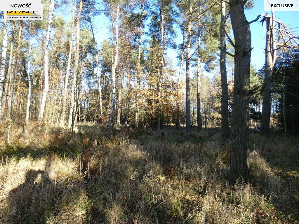 Działka rekreacyjna Krzywnica. Zdjęcie 17