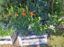 Działka rod Lubin, ul. Ścinawska. Zdjęcie 3